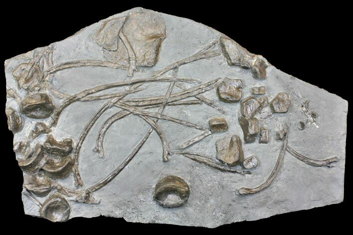 Plate Of Fossil Ichthyosaur Vertebrae & Ribs - Germany #150171